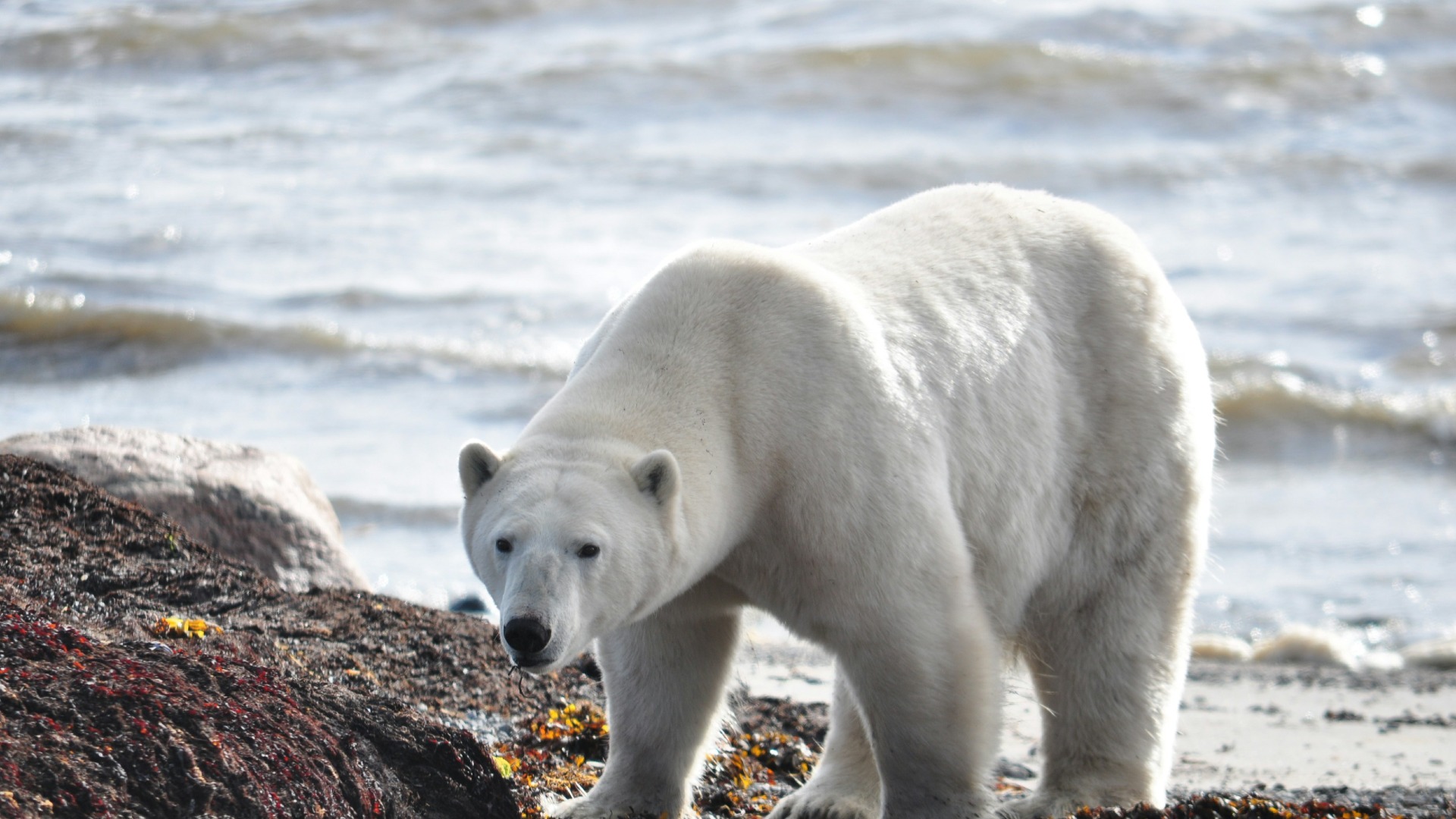 White polar bear standing on rocks next to the ocean